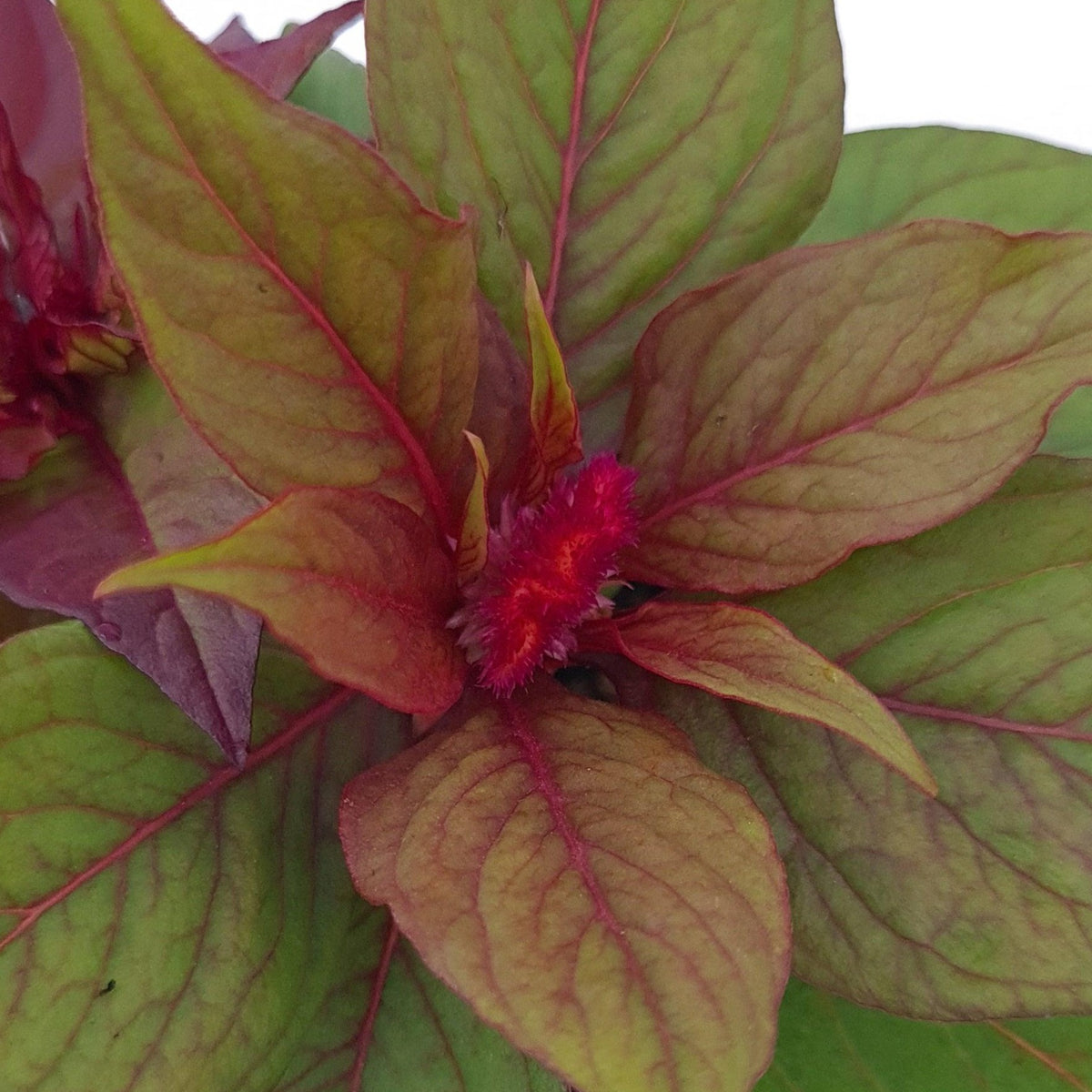 Celosia argentea, Petelinji greben - Vrtnarski-center, spletna trgovina