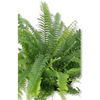 Nephrolepis zelena sobna praprot
