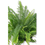 Nephrolepis zelena sobna praprot