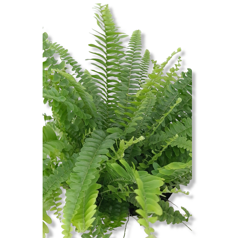 Nephrolepis zelena sobna praprot