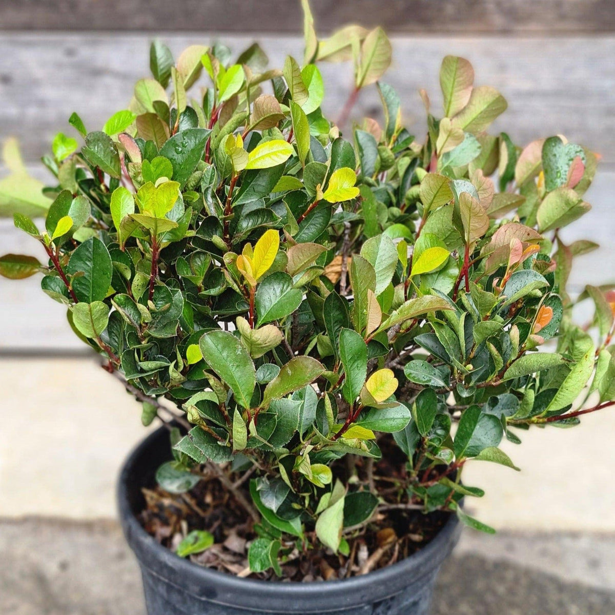 photinia little red robin