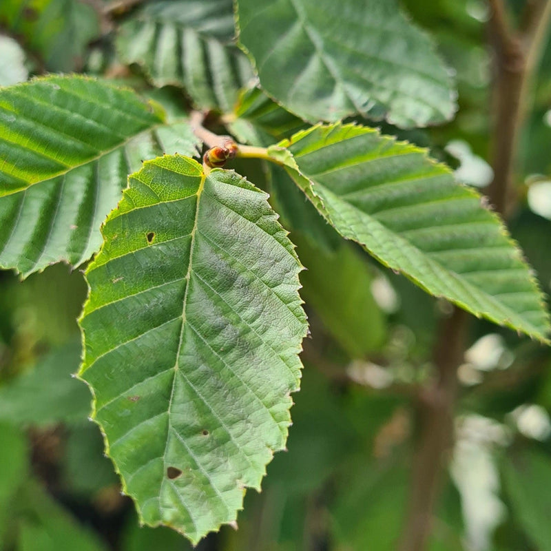 carpinus betulus navadni gaber živa meja