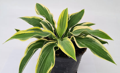 hosta