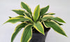 hosta