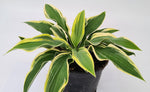 hosta