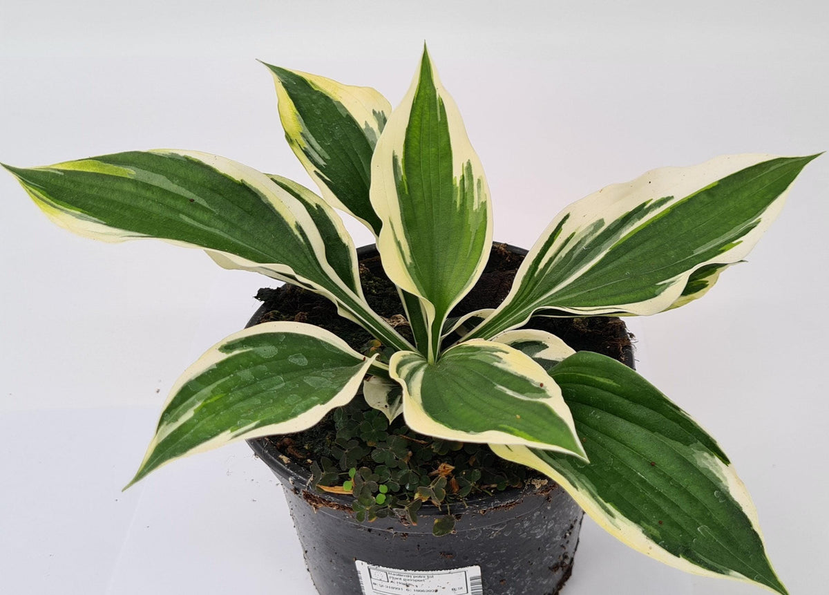 hosta