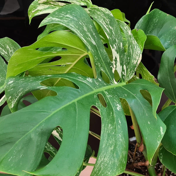 Monstera Albo variegata