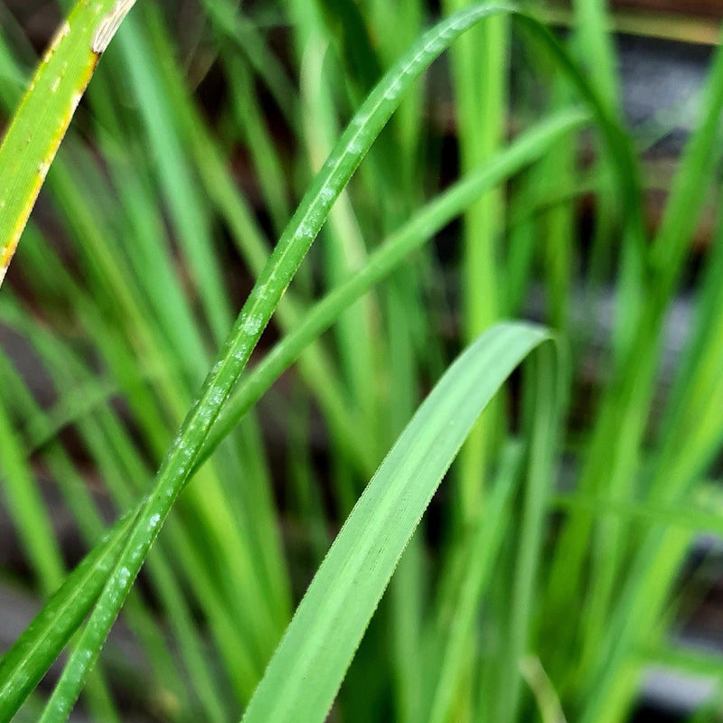 Cortaderia selloana Rosea pink pampaška trava