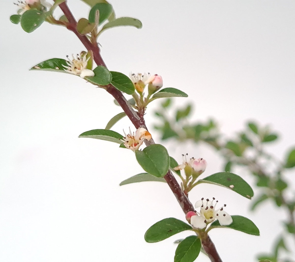 cotoneaster dammeri panešplja