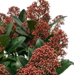 Skimmia japonica Rubella Japonska skimija