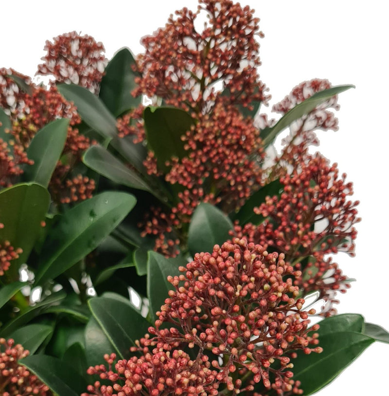 Skimmia japonica Rubella Japonska skimija