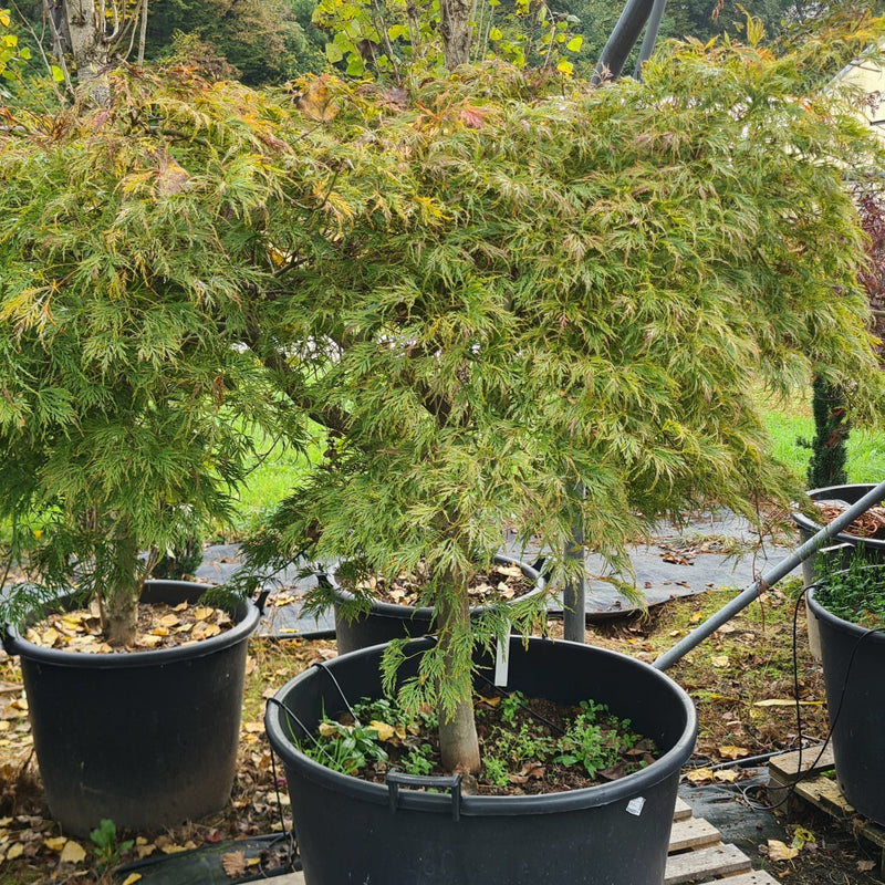 Acer palmatum dissectum Viridis, Japonski javor