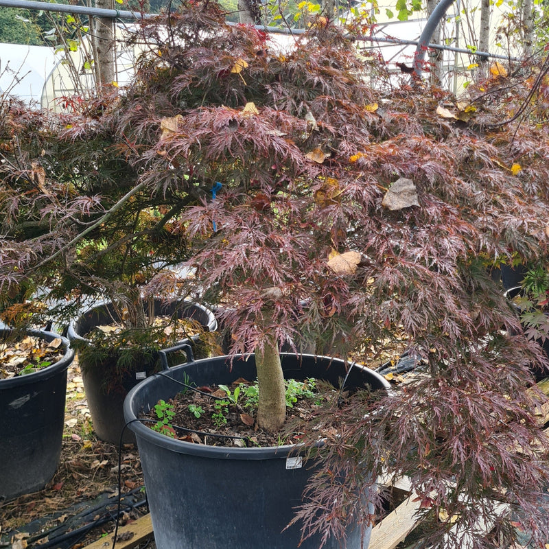 Acer palmatum dissectum atropurpureum Garnet, Japonski javor