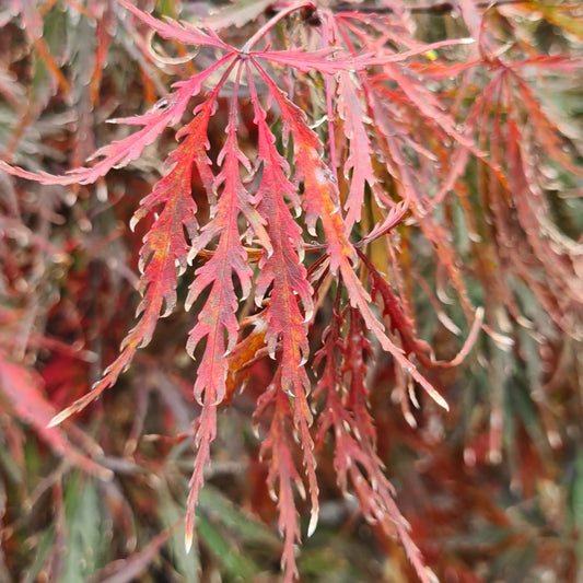 Acer palmatum dissectum atropurpureum Inaba Shidare, Japonski javor