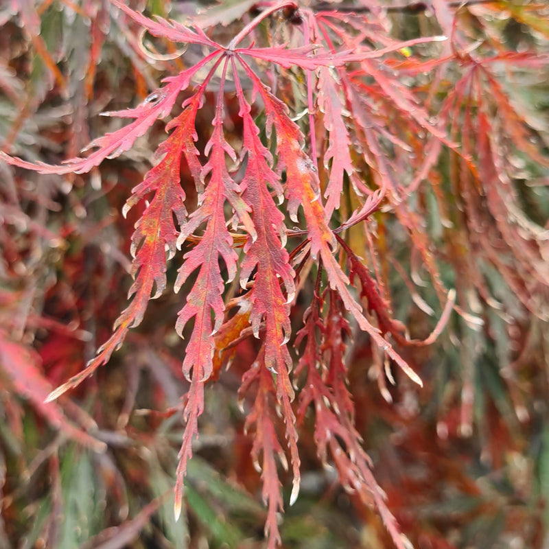 Acer palmatum dissectum atropurpureum Inaba Shidare, Japonski javor