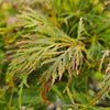 Acer palmatum dissectum Viridis, Japonski javor