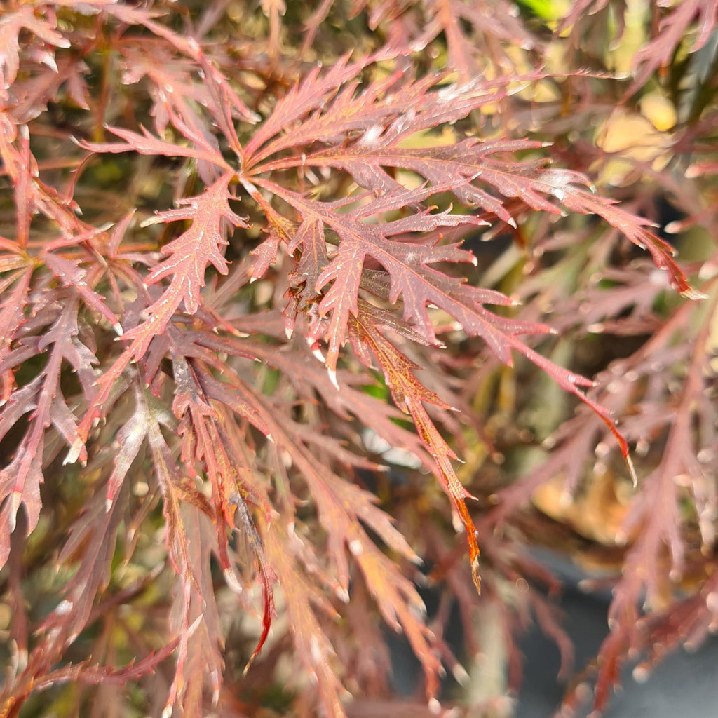 Acer palmatum dissectum atropurpureum Garnet, Japonski javor