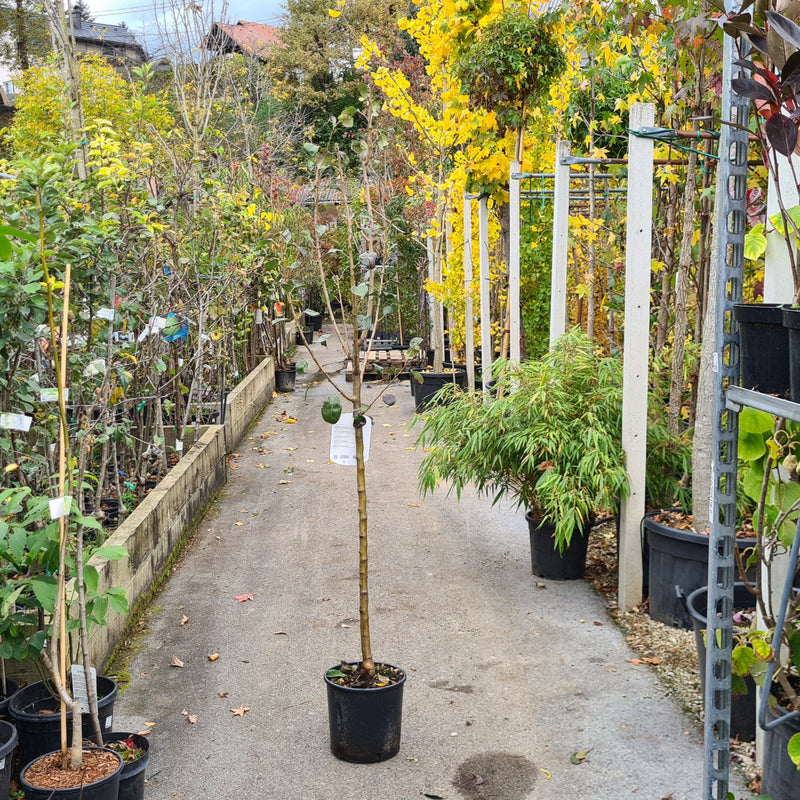 Prunus nucipersica Snow Queen, Nektarina