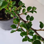 Cotoneaster Horizontalis, panešplja