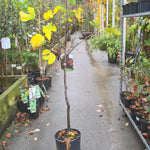 Ficus carica Brogiotto Nero, Smokva figaFicus carica Brogiotto, Smokva figa