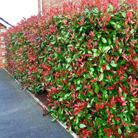 photinia red robin fotinija