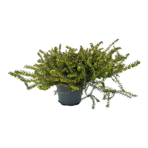 Resa spomladanska Erica x darleyensis