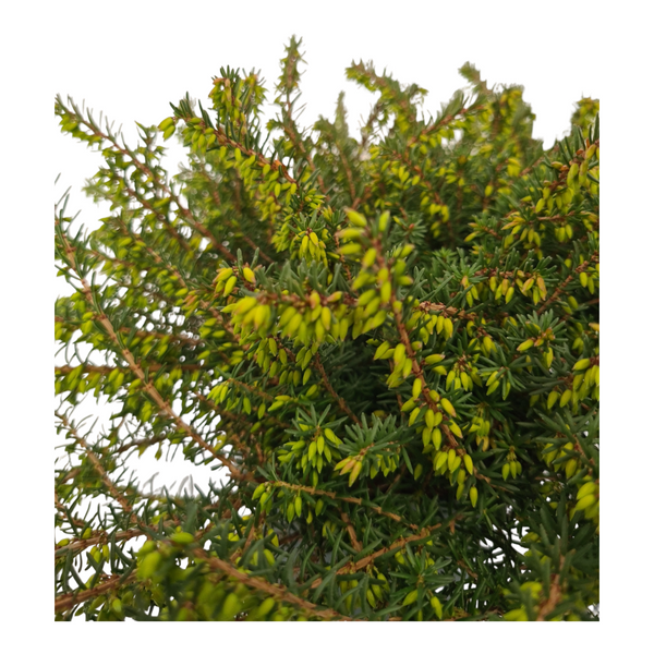 Resa spomladanska Erica x darleyensis
