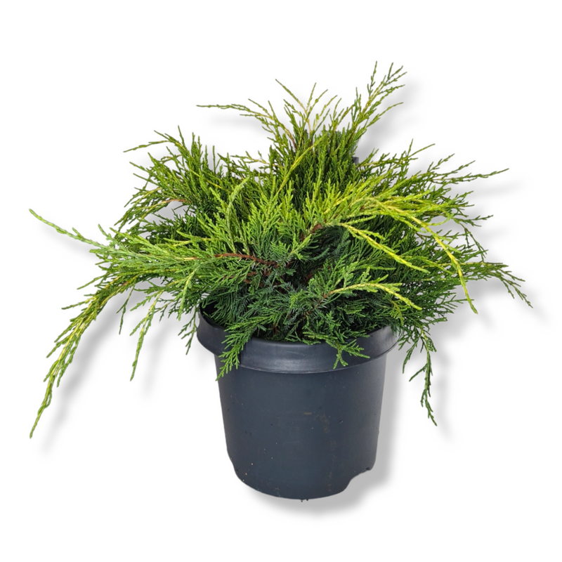 Juniperus pfitzeriana Gold Coast nizki brin