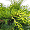 Juniperus pfitzeriana Gold Coast nizki brin