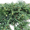 Juniperus horizontalis Wiltonii pritlikavi brin
