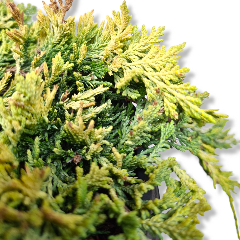 Juniperus horizontalis Golden carpet pritlikavi brin