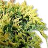 Juniperus horizontalis Golden carpet pritlikavi brin