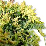 Juniperus horizontalis Golden carpet pritlikavi brin