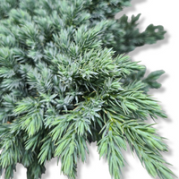 Juniperus squamata Blue star, srebrni brin