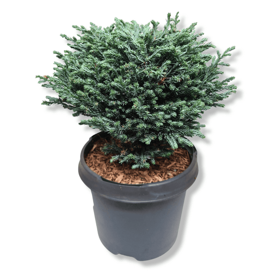 Chamaecyparis pisifera Blue Moon grahasta pacipresa