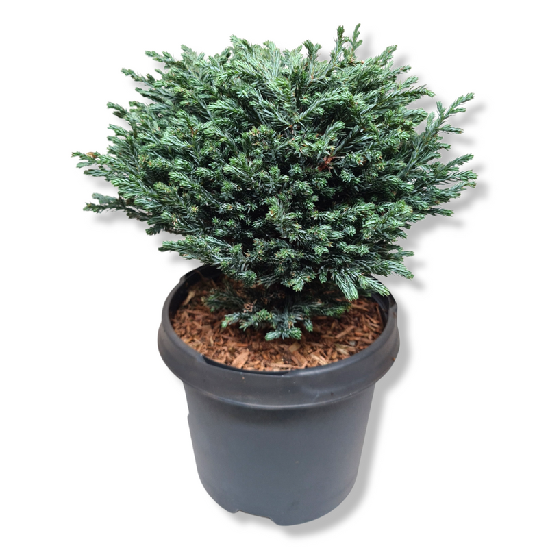 Chamaecyparis pisifera Blue Moon grahasta pacipresa