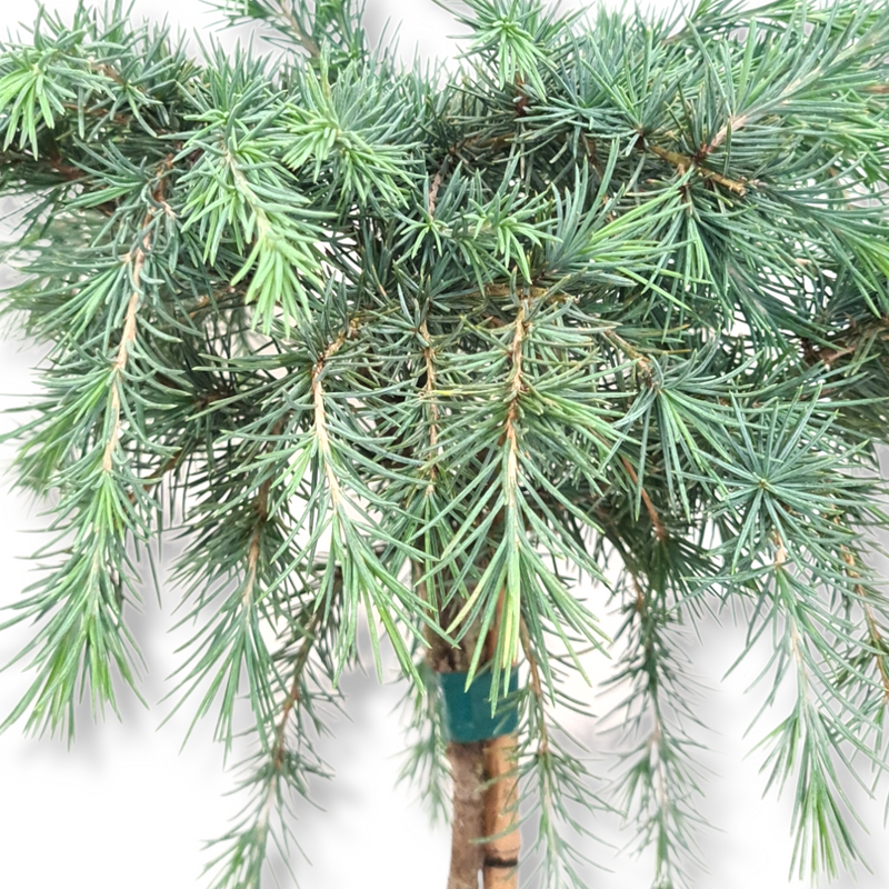 Cedrus deodara Feelin blue, povešajoča cedra