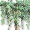 Cedrus deodara Feelin blue, povešajoča cedra