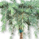 Cedrus deodara Feelin blue, povešajoča cedra