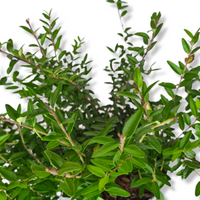 Lonicera nitida Maigrun Kosteničevje