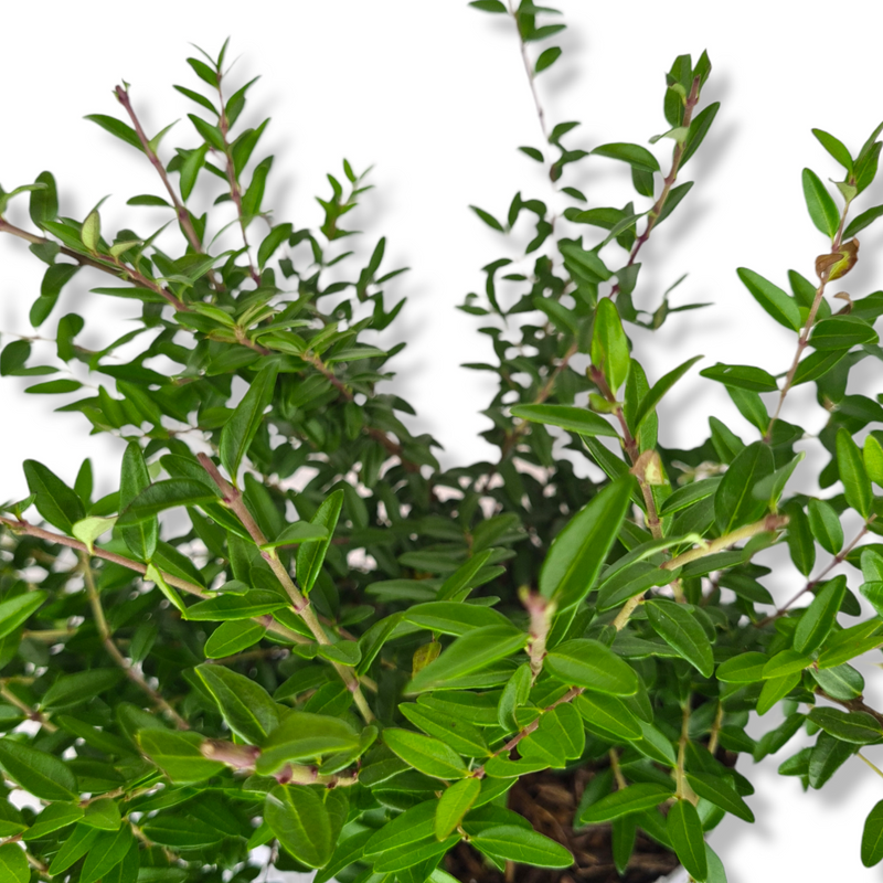 Lonicera nitida Maigrun Kosteničevje