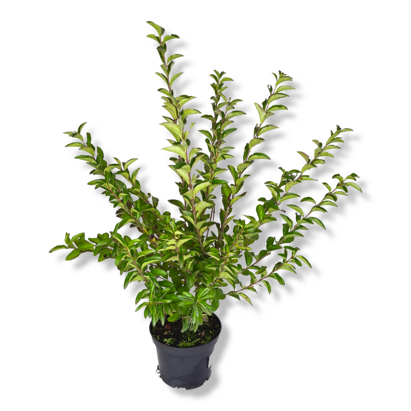 Ligustrum ovafolium, Jajčolistna kalina