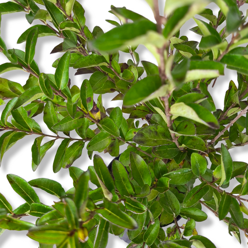 Ligustrum ovafolium, Jajčolistna kalina