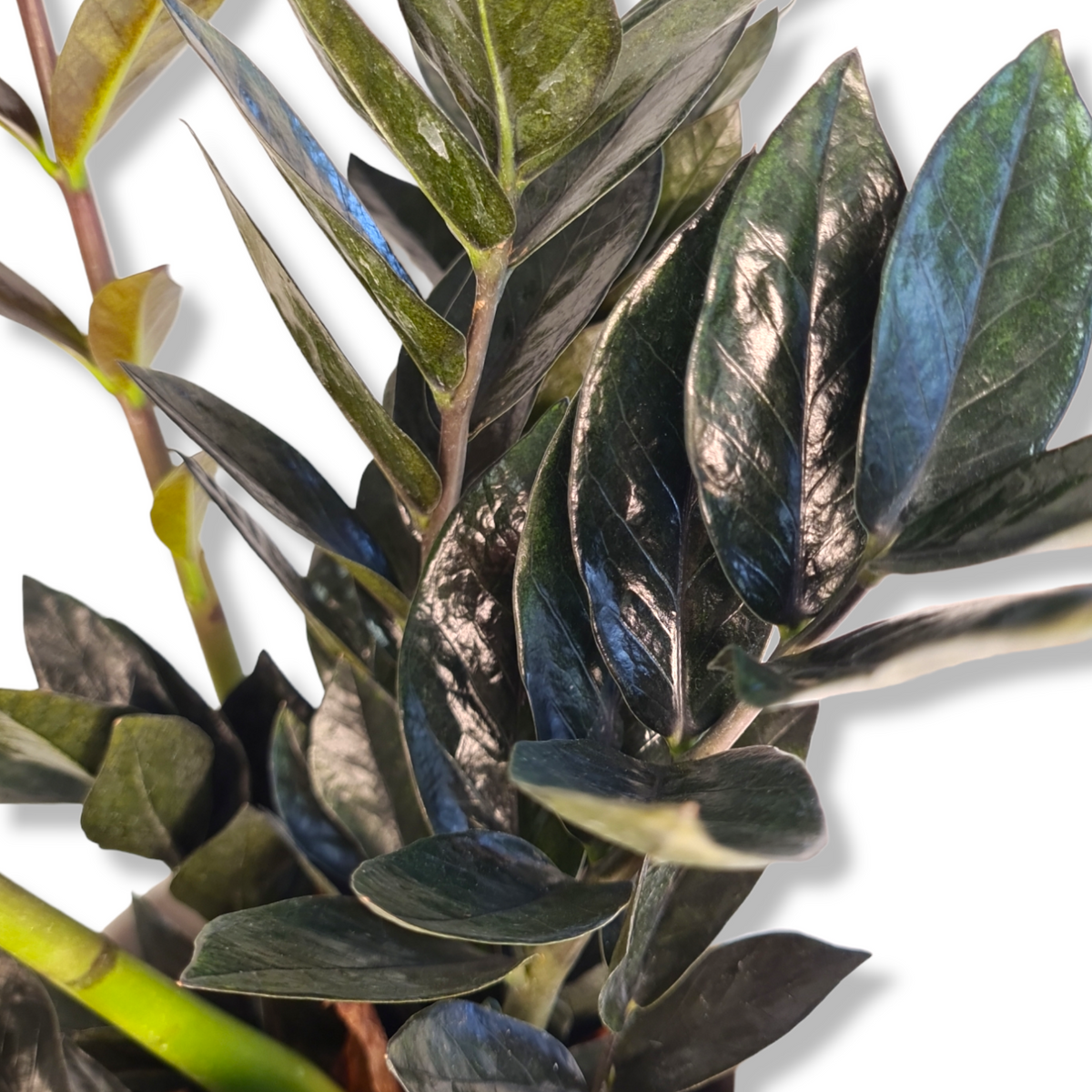 Zamioculcas Black raven, Zamia