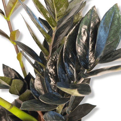 Zamioculcas Black raven, Zamia, lončnica, lončnice