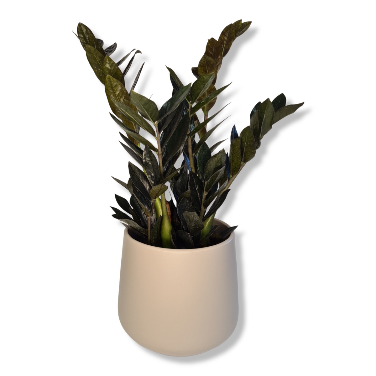 Zamioculcas Black raven, Zamia