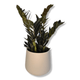 Zamioculcas Black raven, Zamia, lončnica, lončnice