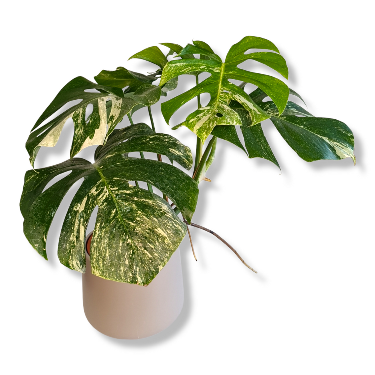 Monstera Albo variegata