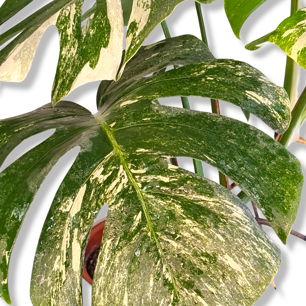 monstera albo variegata pisana 