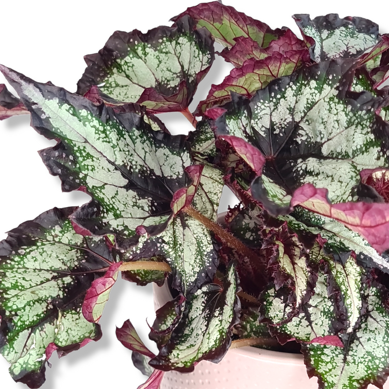 Begonia rex Magic colors